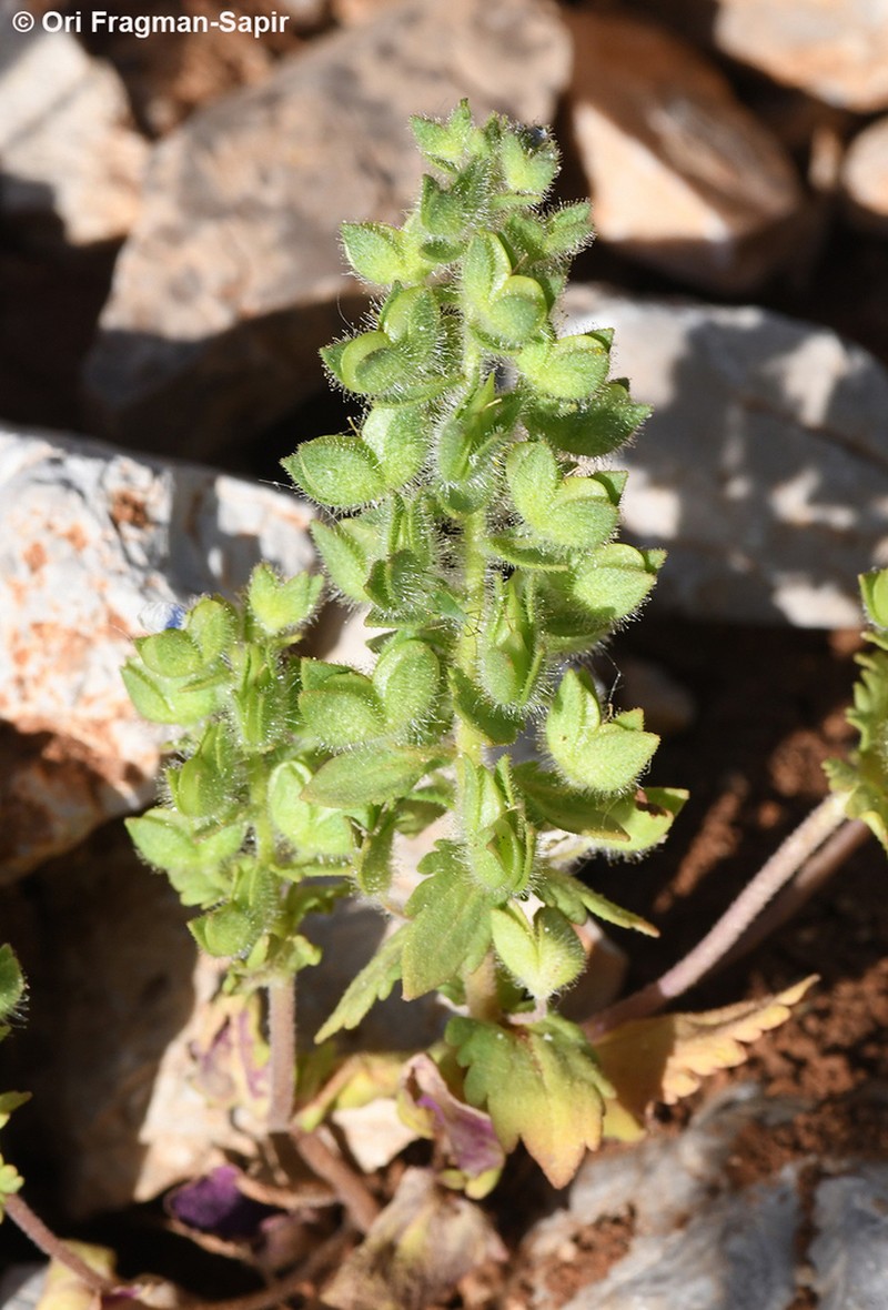 Veronica viscosa photo 4