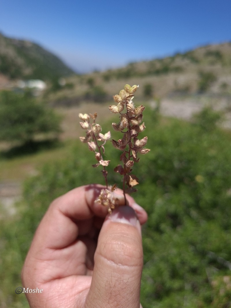 Veronica viscosa photo 5