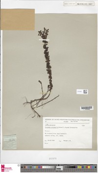 Veronica wilhelminensis