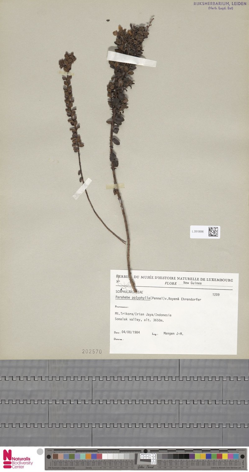 Veronica wilhelminensis photo 2
