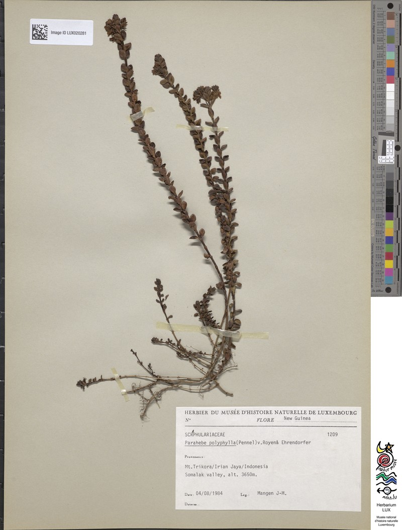 Veronica wilhelminensis photo 3