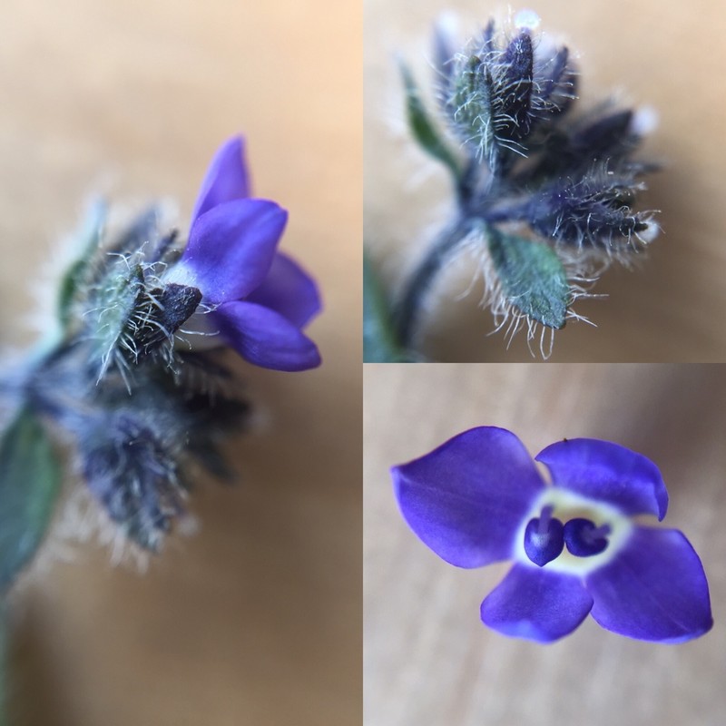 American Alpine Speedwell photo 2