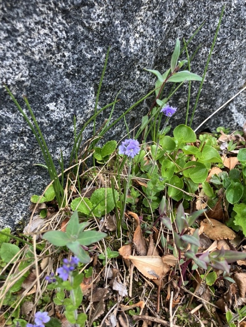 American Alpine Speedwell photo 3