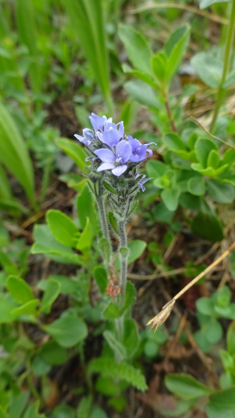 American Alpine Speedwell photo 4