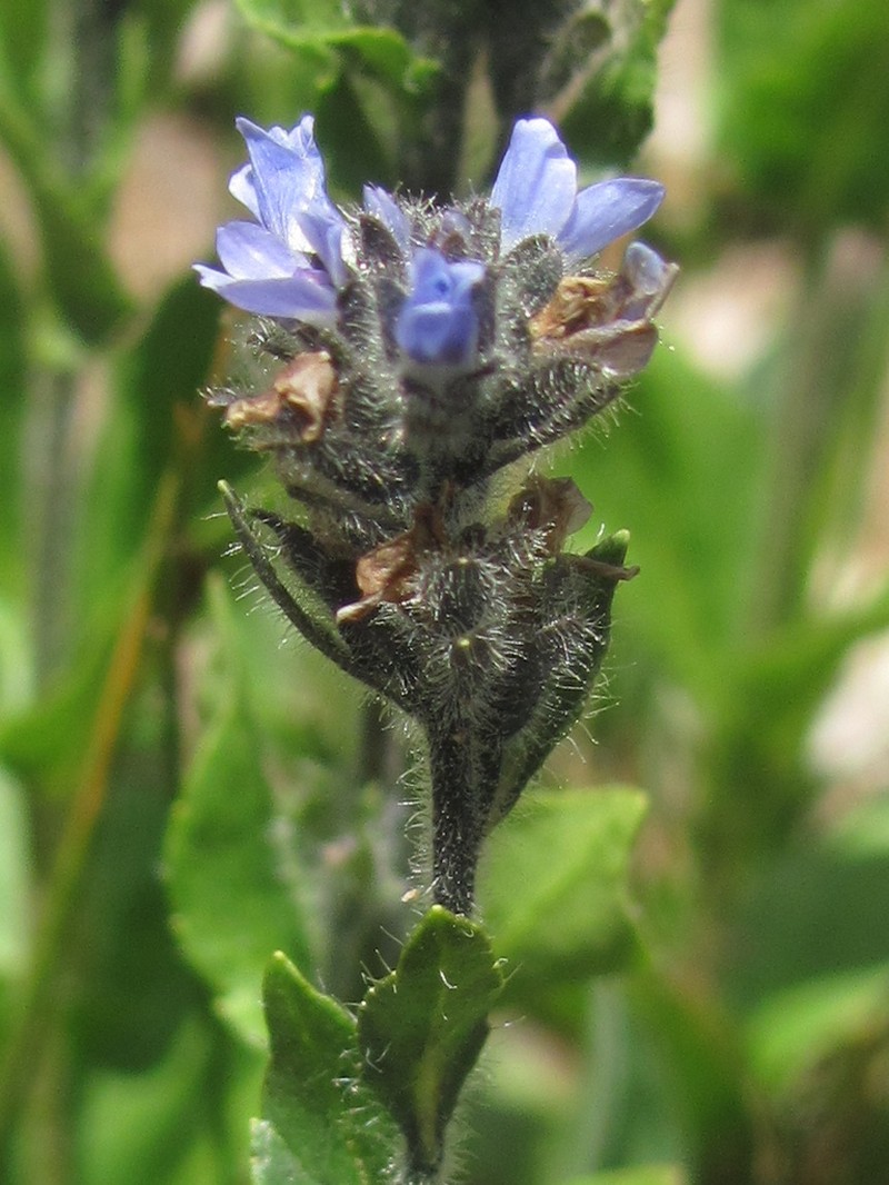 American Alpine Speedwell photo 5