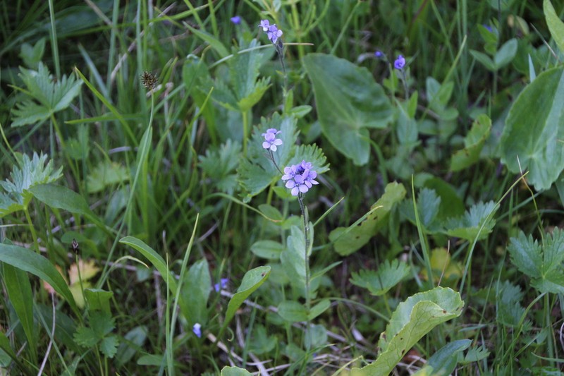 American Alpine Speedwell photo 6