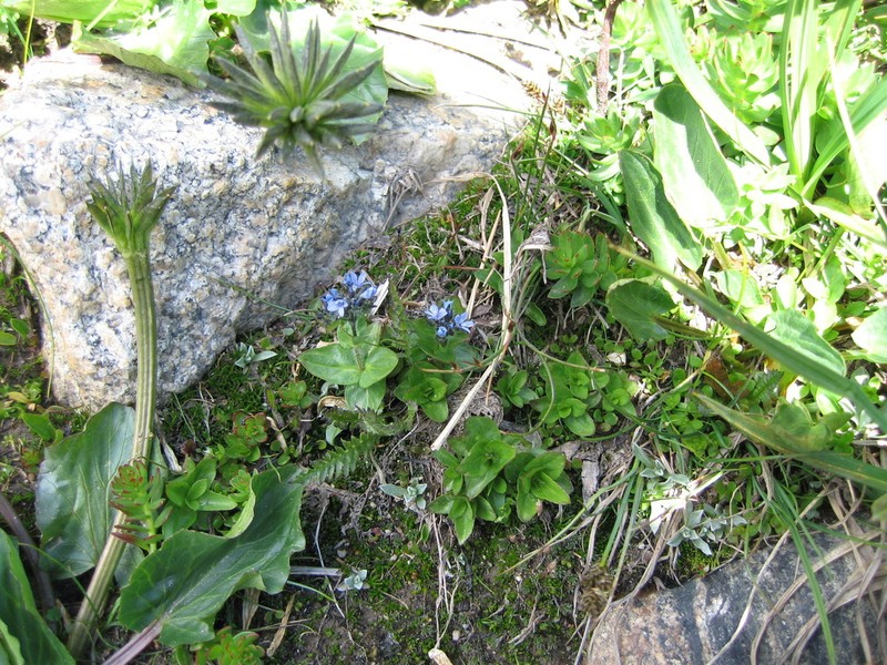 American Alpine Speedwell photo 7