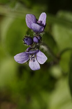 American Alpine Speedwell