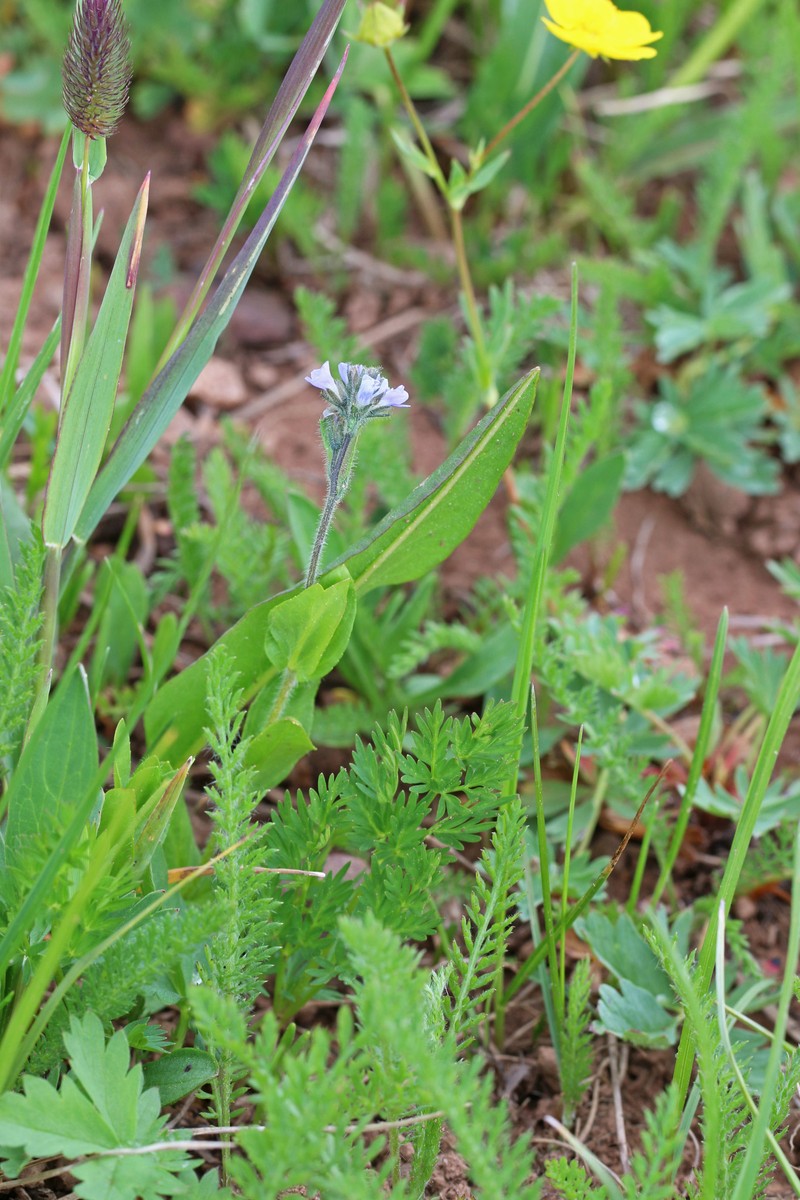 Veronica wormskjoldii subsp. wormskjoldii