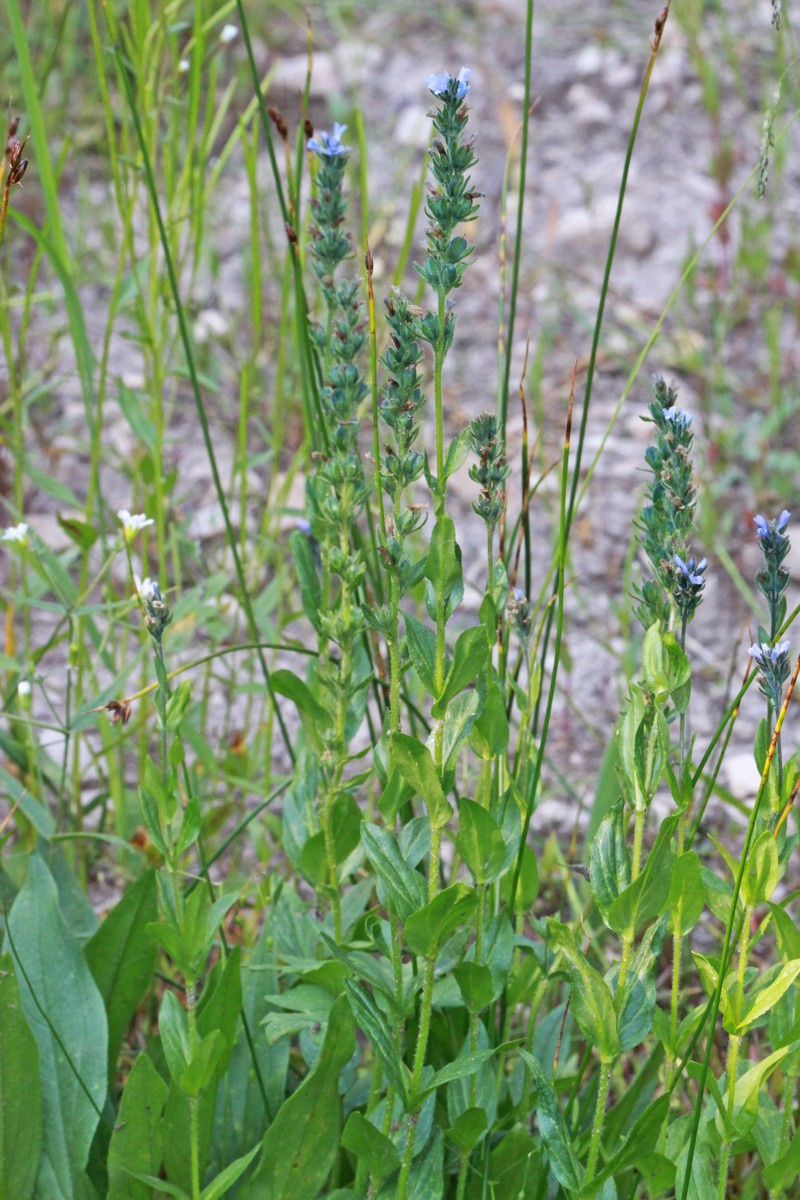 Veronica wormskjoldii subsp. wormskjoldii photo 2