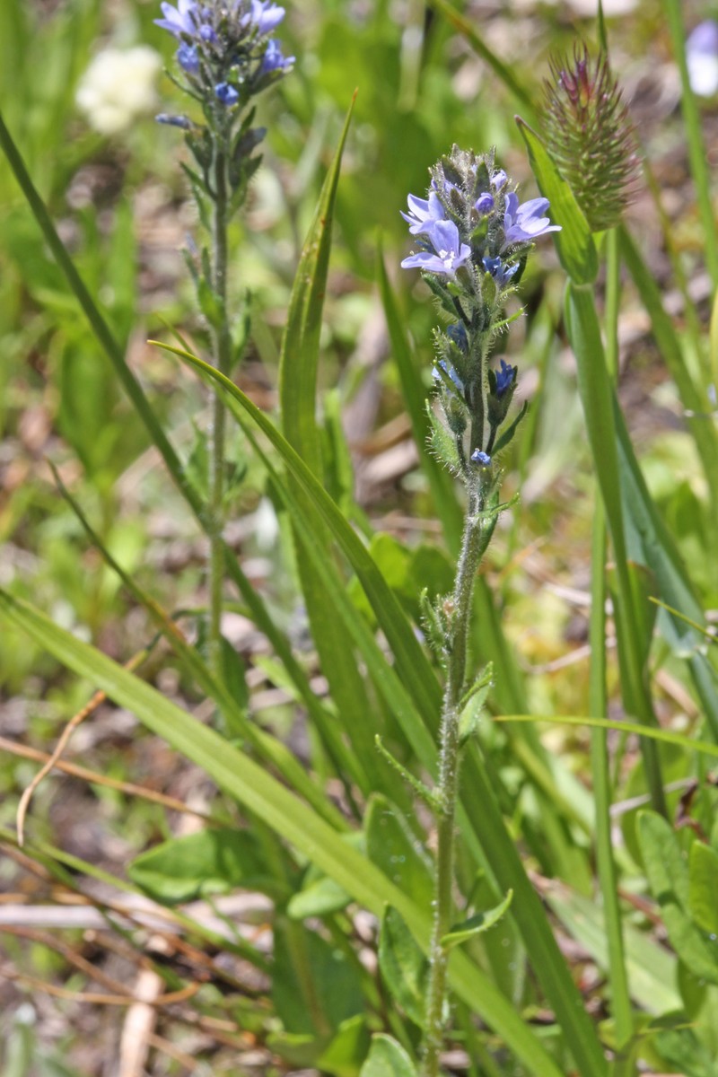 Veronica wormskjoldii subsp. wormskjoldii photo 3