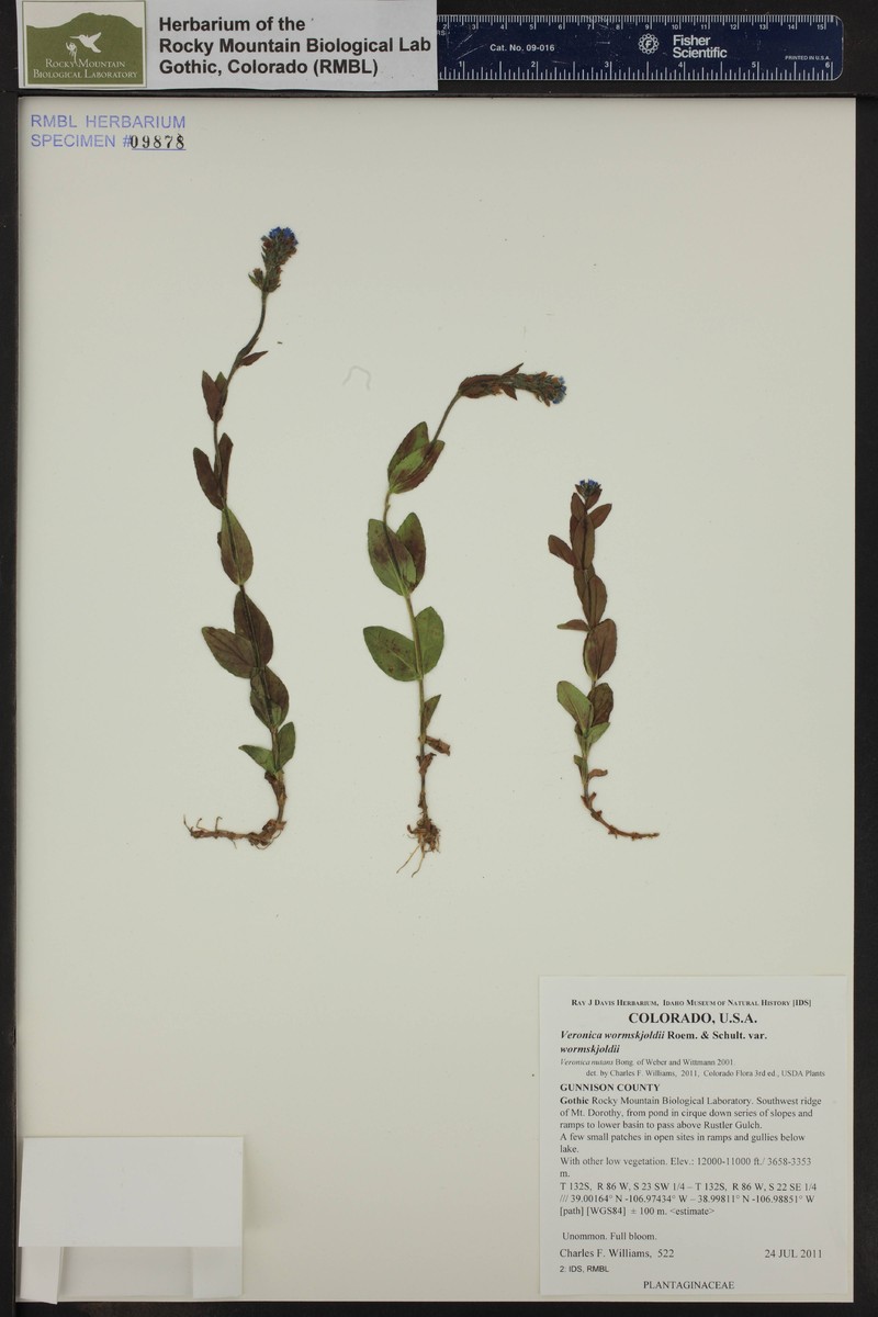 Veronica wormskjoldii subsp. wormskjoldii photo 5