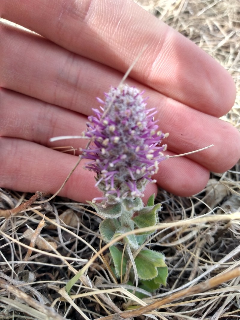 Wyoming Besseya photo 2