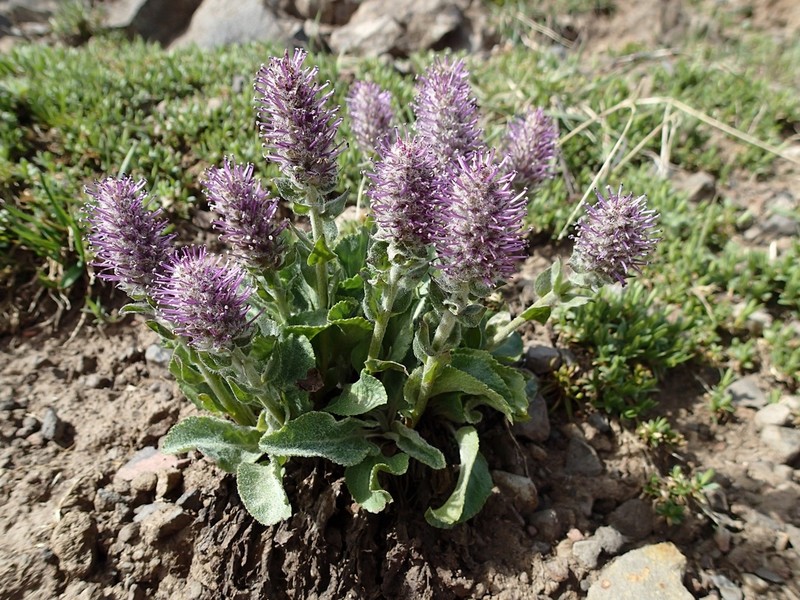 Wyoming Besseya photo 3