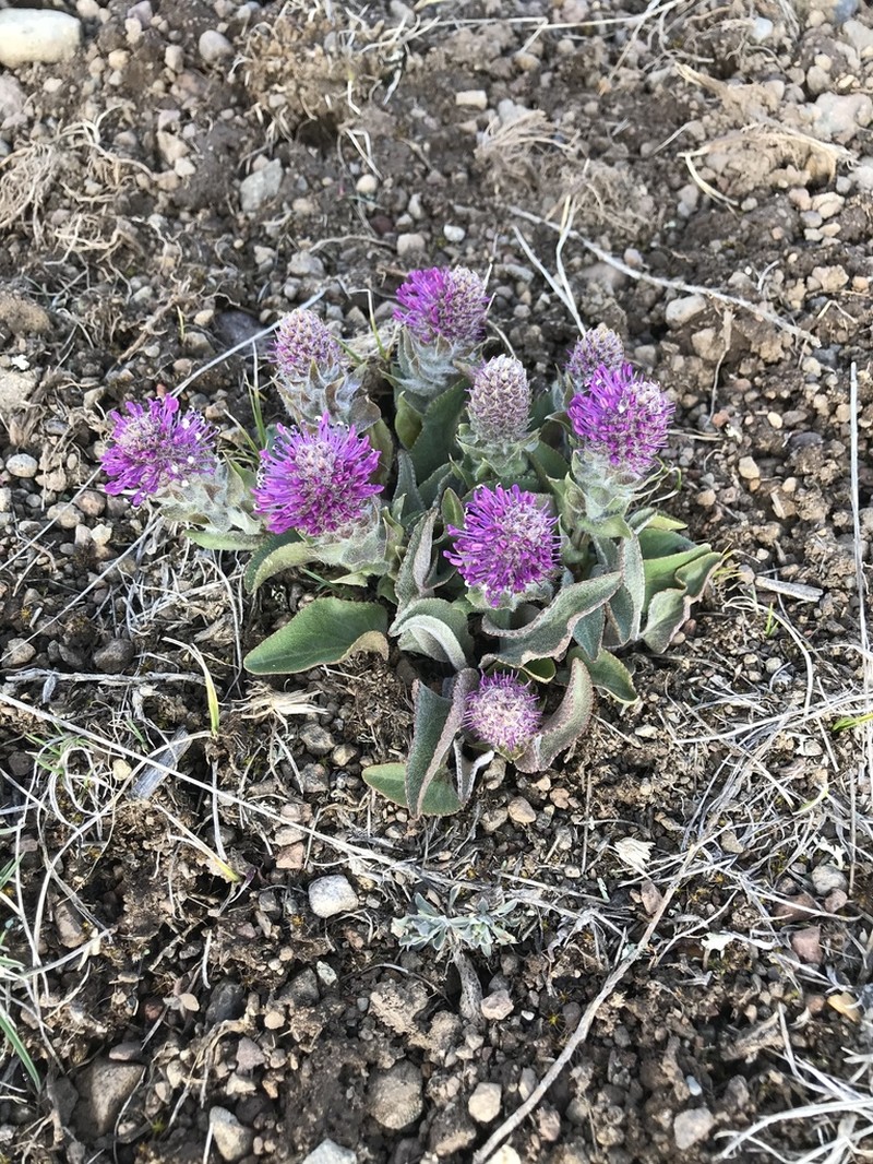Wyoming Besseya photo 4