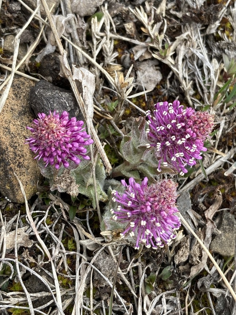 Wyoming Besseya photo 5