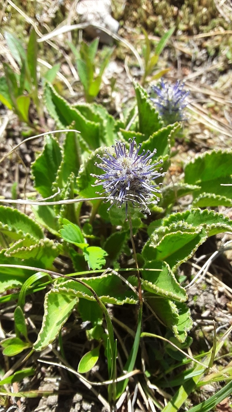 Wyoming Besseya photo 6
