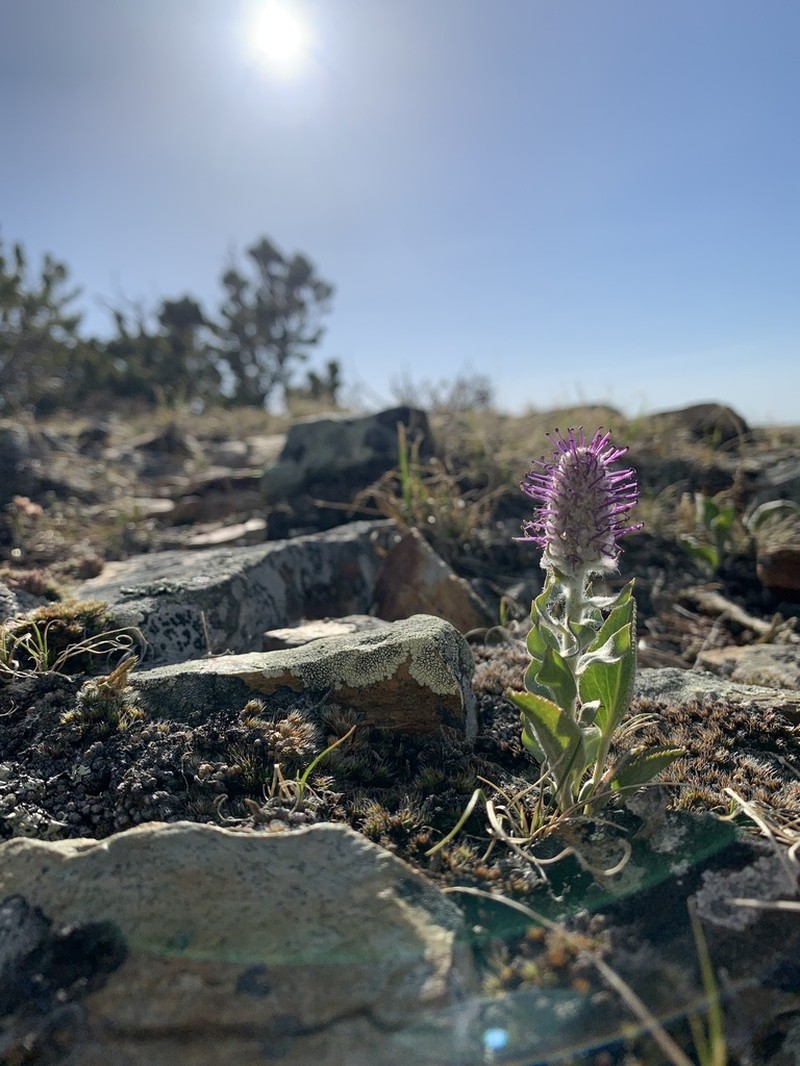 Wyoming Besseya photo 7