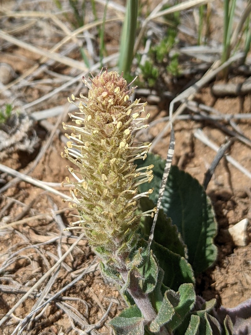 Wyoming Besseya photo 8