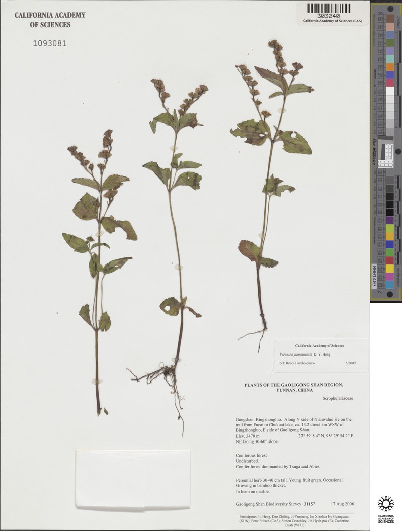 Veronica yunnanensis