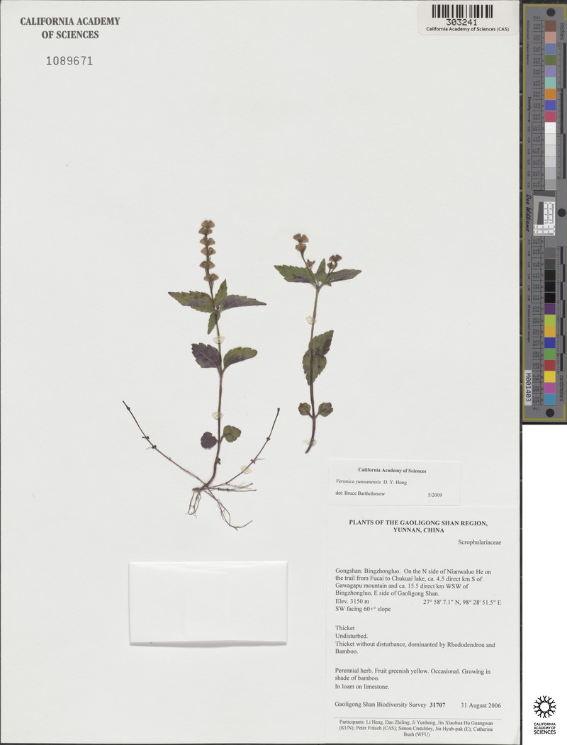Veronica yunnanensis photo 2