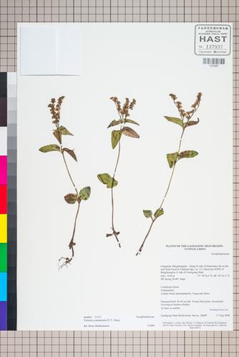 Veronica yunnanensis photo 3