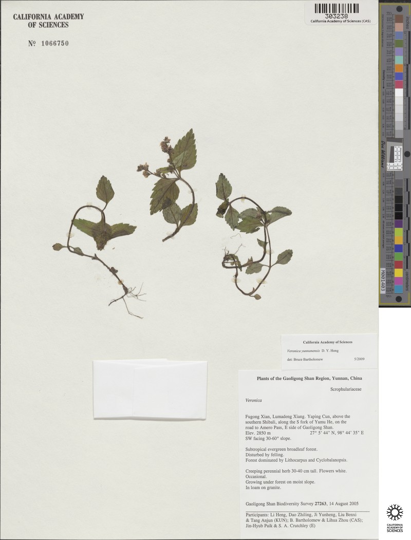 Veronica yunnanensis photo 4