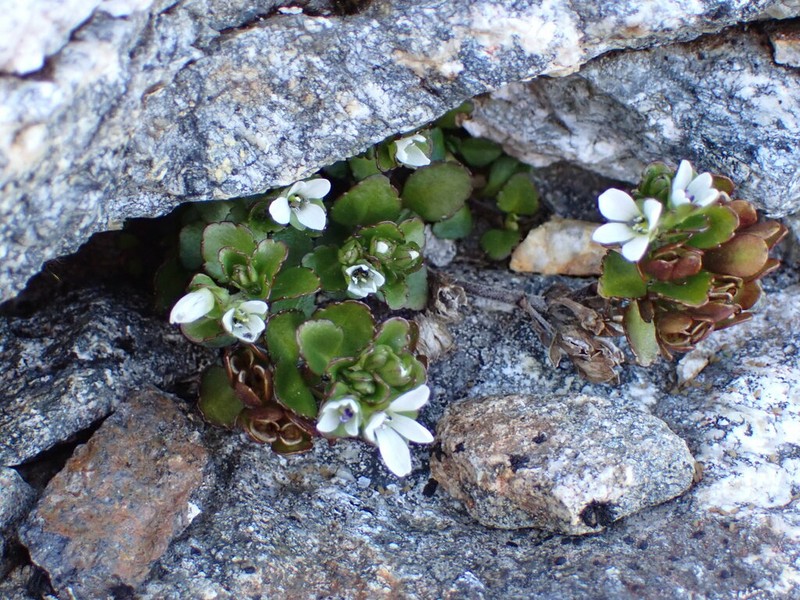 Veronica zygantha
