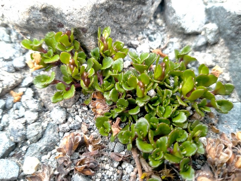 Veronica zygantha photo 4