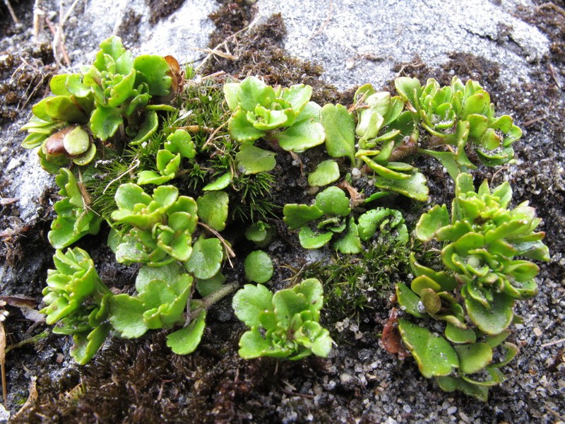 Veronica zygantha photo 6