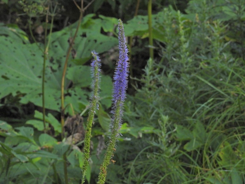 Veronicastrum sibiricum f. glabratum photo 2