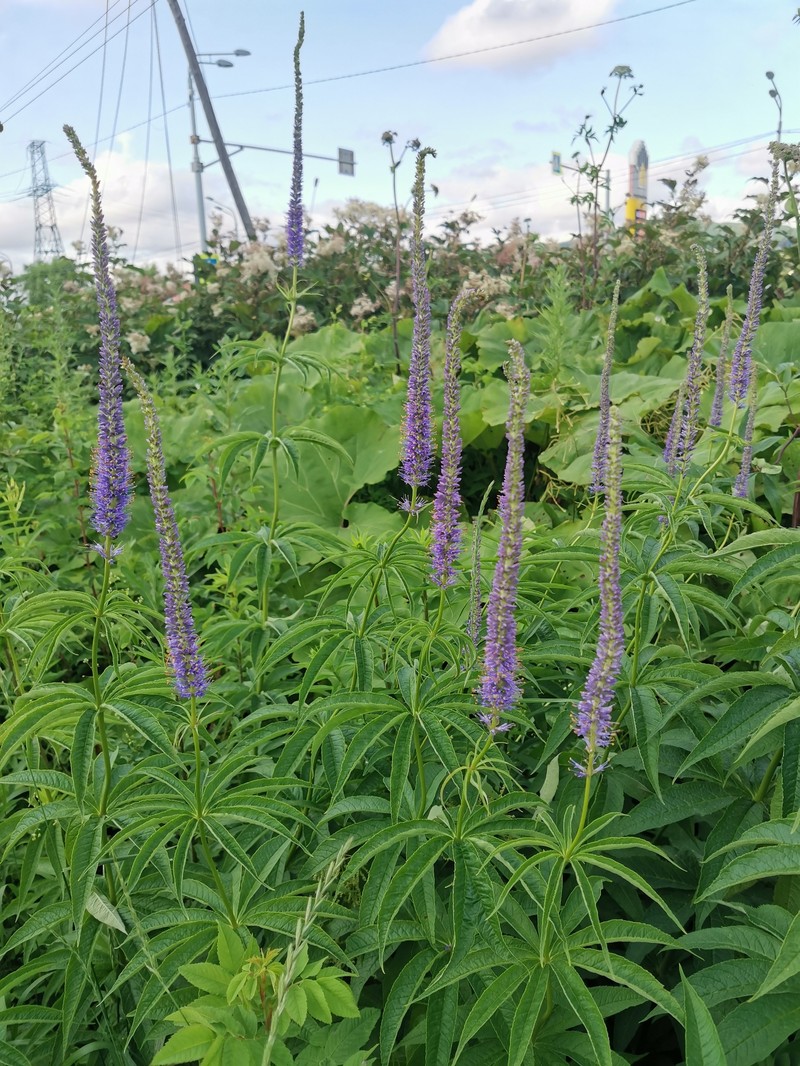 Veronicastrum sibiricum f. glabratum photo 4