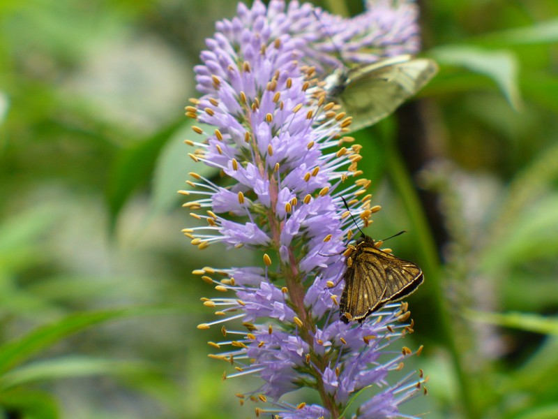 Veronicastrum sibiricum f. glabratum