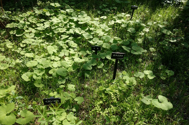 Veronicastrum sibiricum f. glabratum photo 6