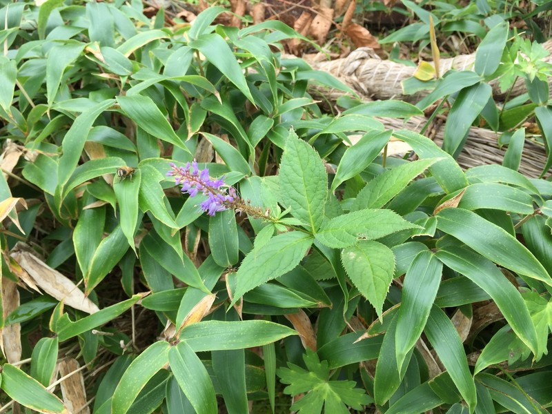 Veronicastrum sibiricum f. sibiricum