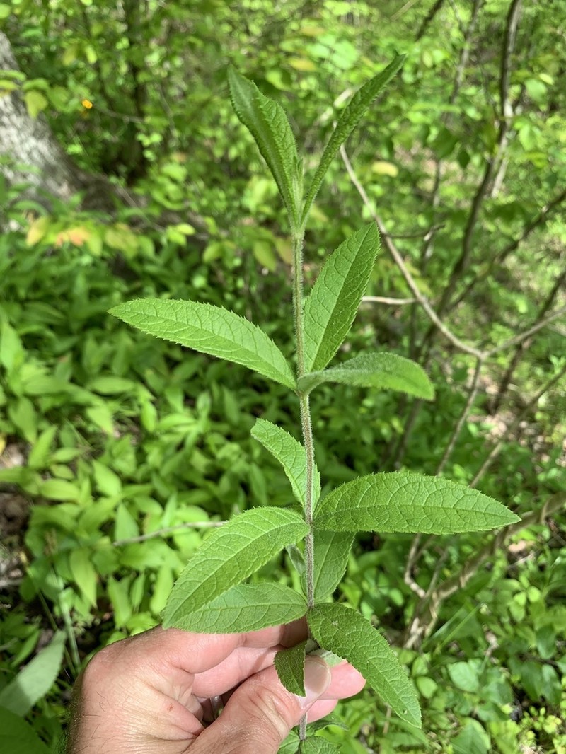 Culver's Root