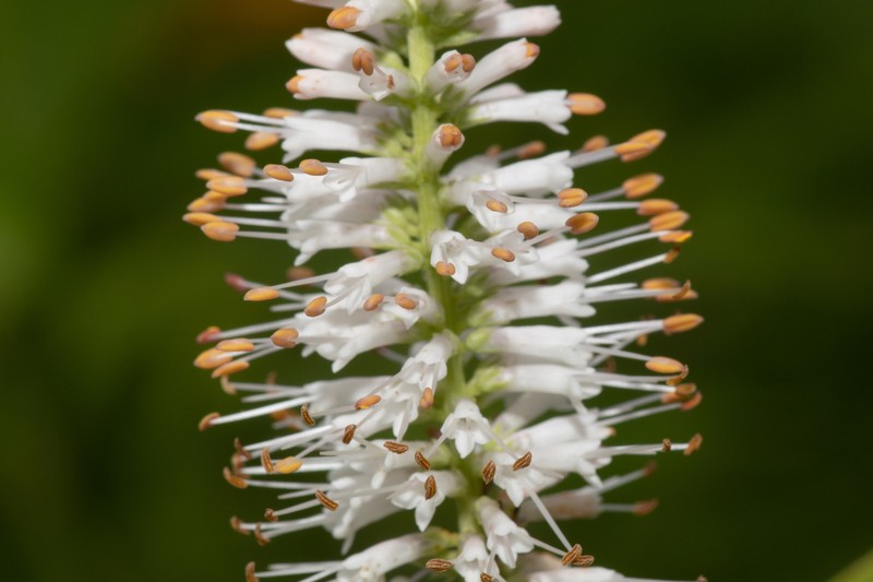 Culver's Root photo 2