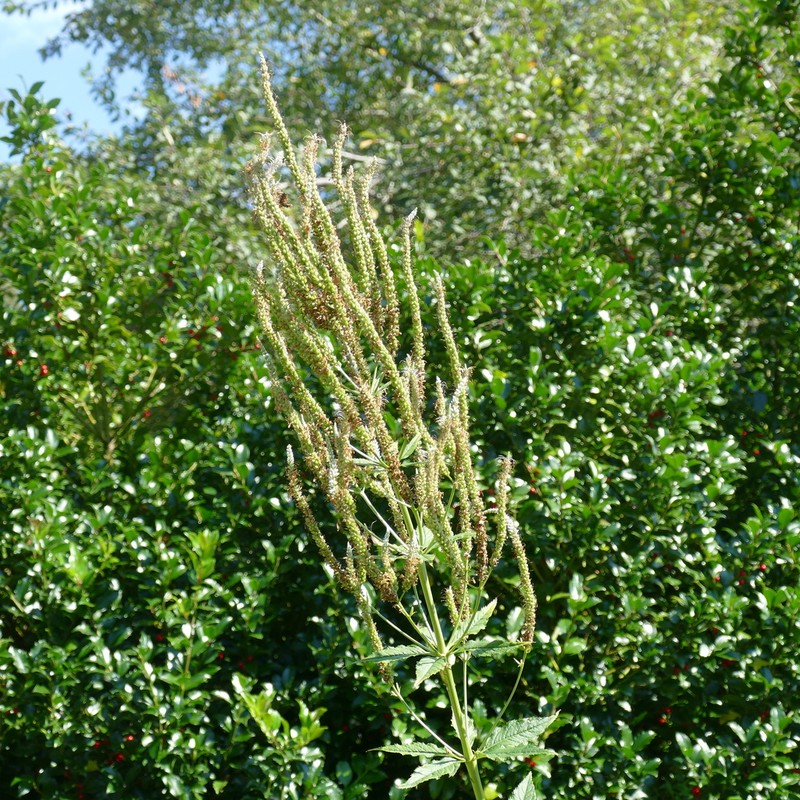 Culver's Root photo 3