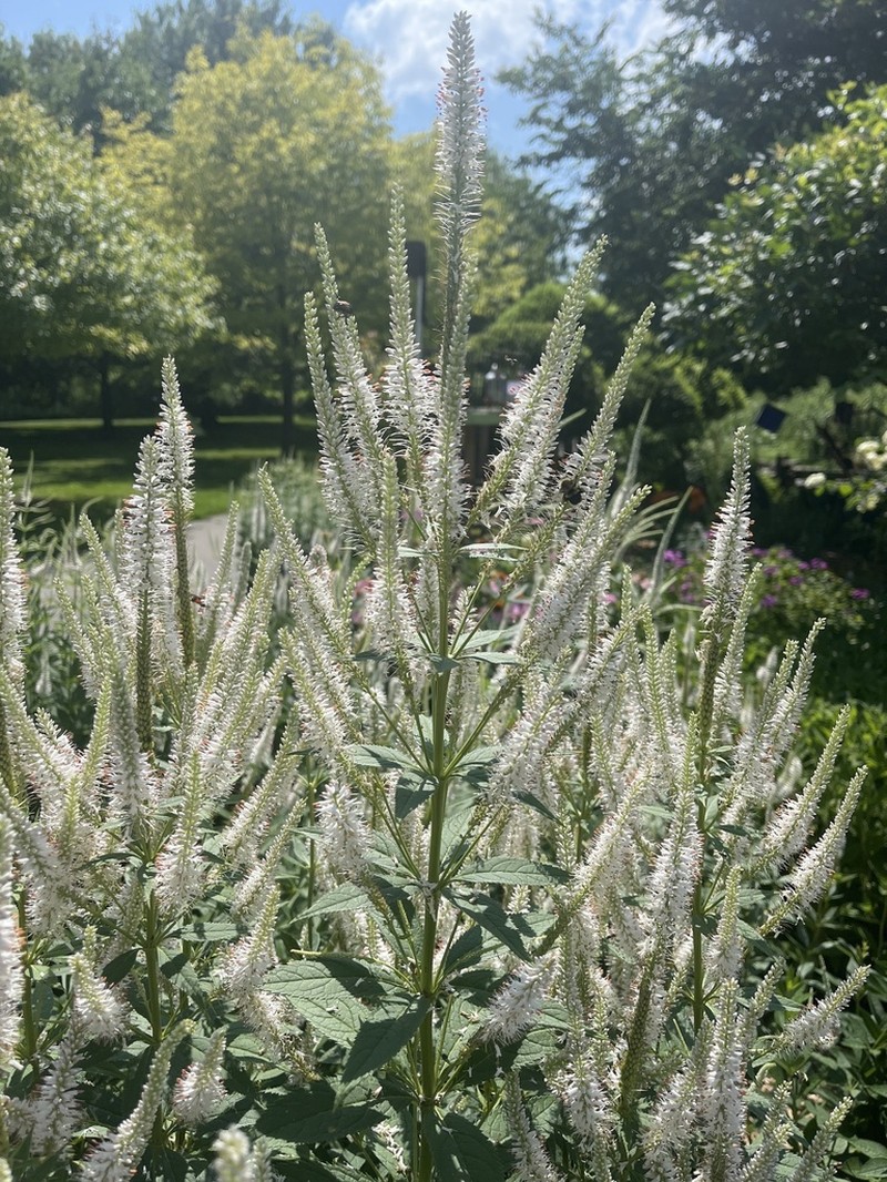 Culver's Root photo 4