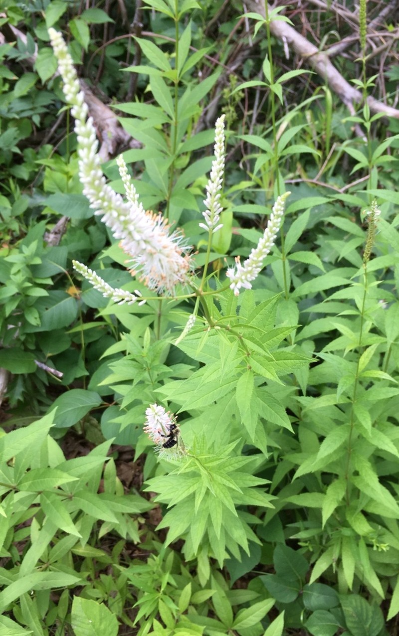 Culver's Root photo 5