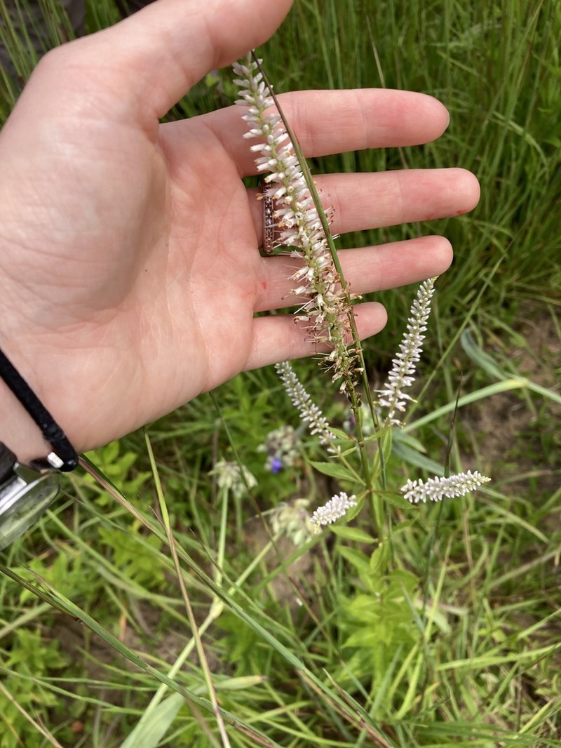 Culver's Root photo 6