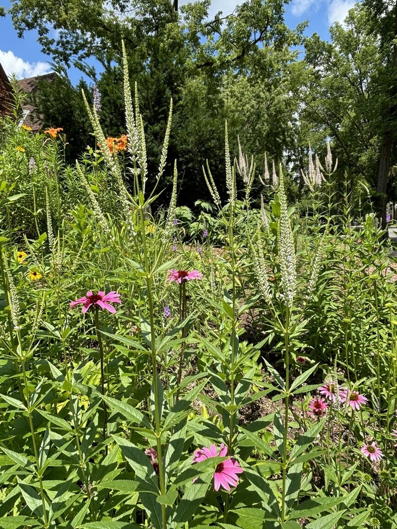 Culver's Root photo 7