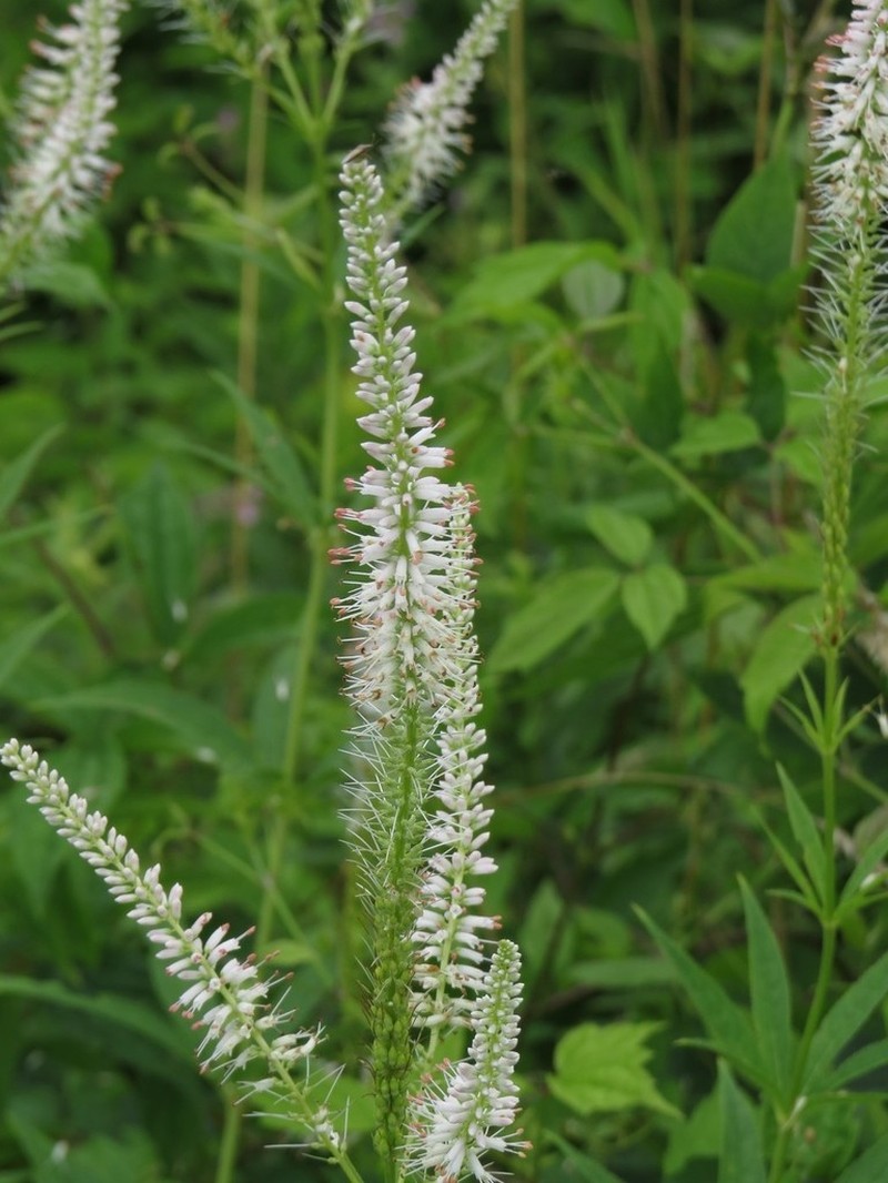 Culver's Root photo 8