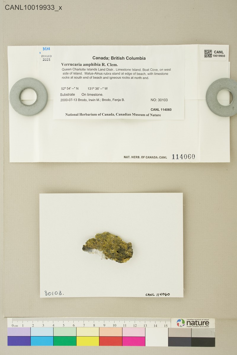 Wart Lichen