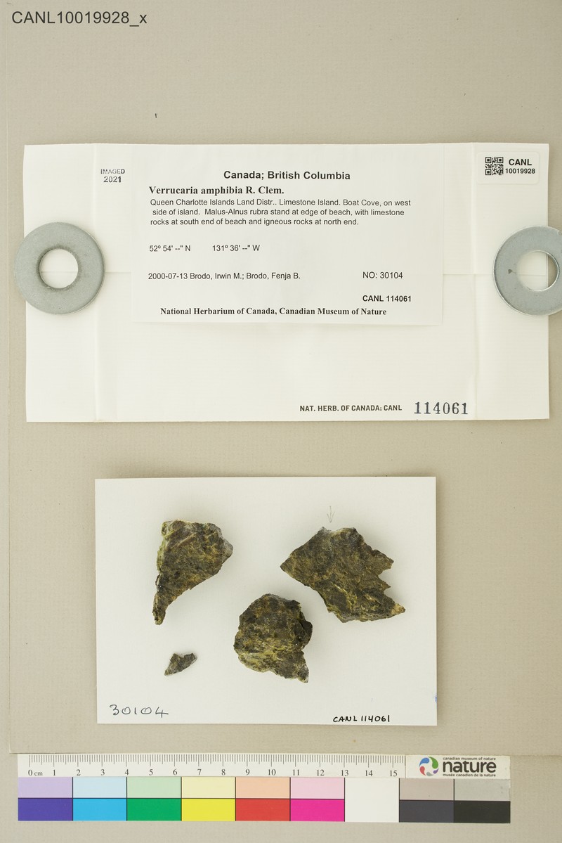 Wart Lichen photo 6