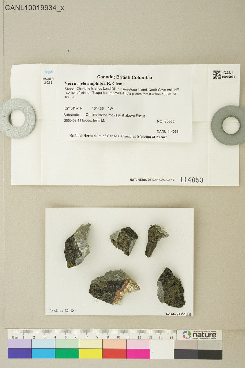 Wart Lichen photo 7