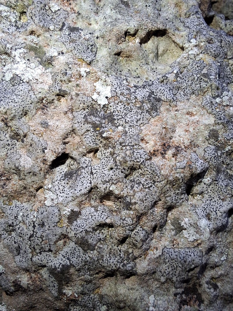 Wart Lichen