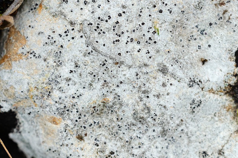 Wart Lichen