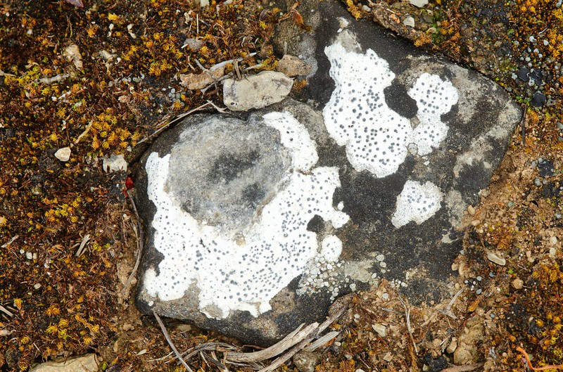 Wart Lichen photo 2