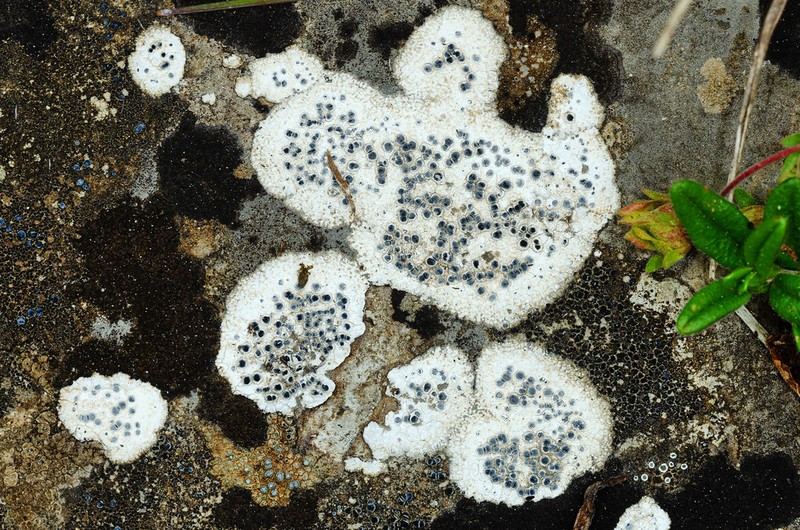 Wart Lichen photo 3